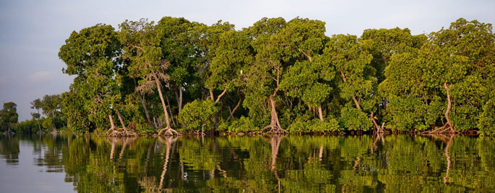 Cameroon’s Disappearing Mangroves: Nature’s Silent Crisis