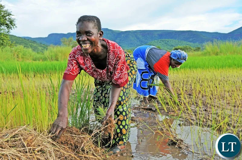 Zambian Farmers Turn to Crop Wild Relatives to Combat Climate Change