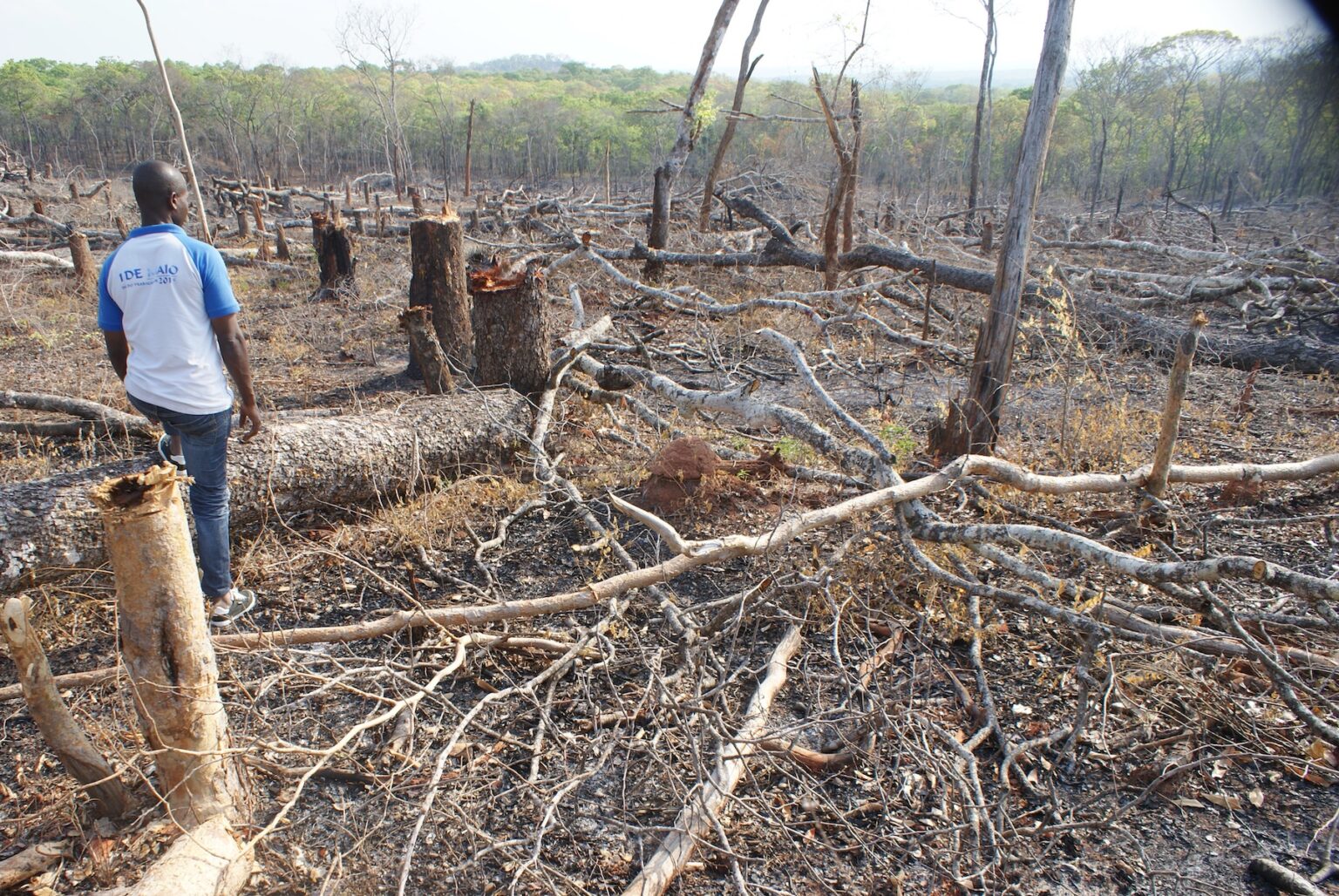 Africa's Vanishing Forests: A Looming Environmental Crisis