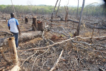 Africa's Vanishing Forests: A Looming Environmental Crisis