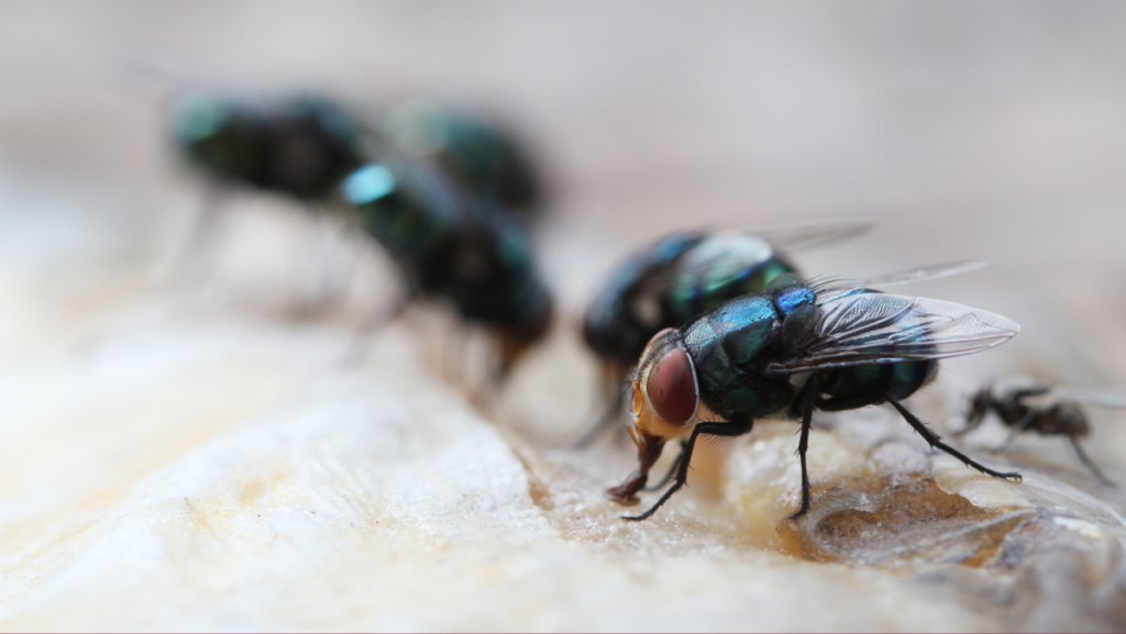 Researchers Discover Antibiotic-Resistant Bacteria in Flies from Nigerian Hospitals, Potentially Spreading Resistance to Patients