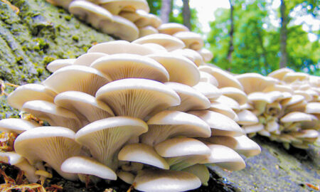 Prof. Ayodele says mushroom sector can boost GDP, create jobs, and earn ₦1 trillion yearly