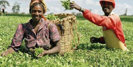 Agritourism Festival showcases farming as a lifestyle, economic driver, and cultural force
