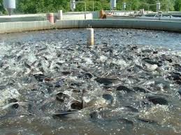 Three-day Abuja programme equips practitioners with practical skills, innovation strategies, and market-driven insights for Nigeria’s aquaculture growth.