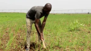Government, IFAD, and NiMet push climate-smart agriculture to boost resilience for farmers