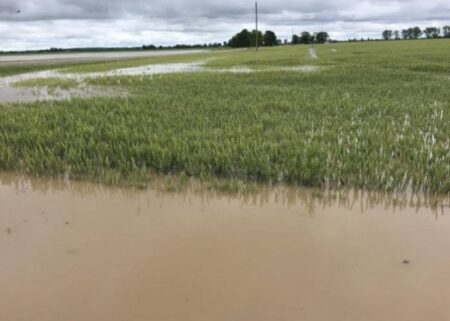 Persistent rains destroy farmlands in Abakaliki, sparking fears of poor yields and rising food costs