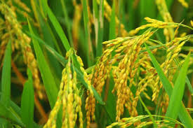 FMAFS says new collaboration will attract investments, strengthen mechanization and climate-smart farming