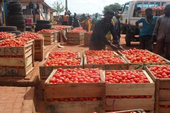 Tomato Imports Signal Regional Complementarity, Not Local Shortage — CCCFS